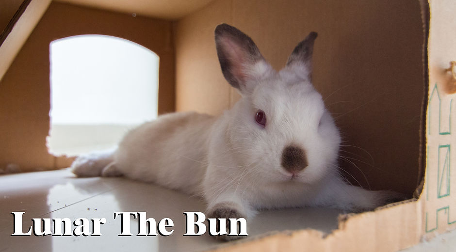 Lunar The Bun.jpg