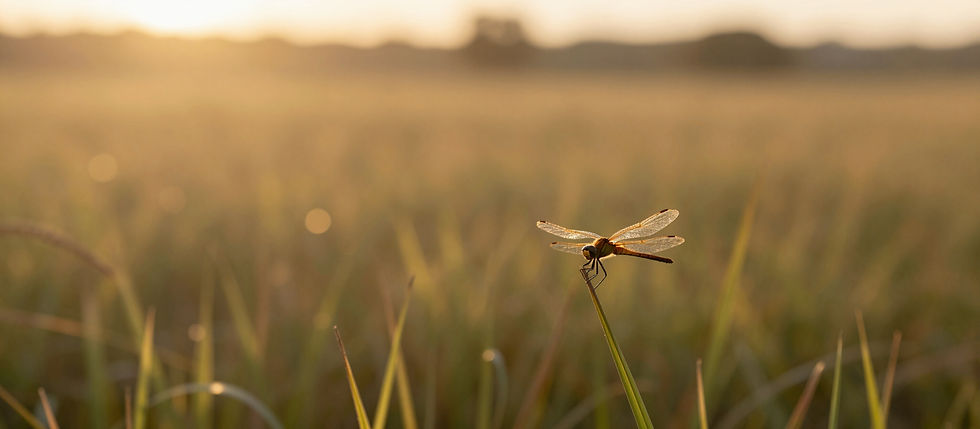 Karen Canup Coaching Dragonfly in a field