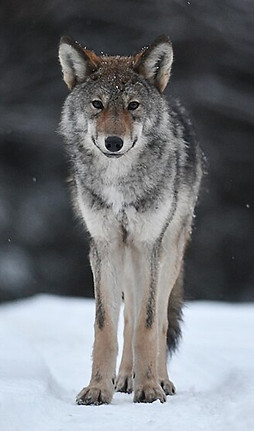 Eastern_wolf_in_Algonquin_Provincial_Park_01.jpg