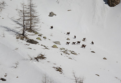 chamois neige raquettes Mercantour Allos