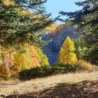 Sur les pas du Loup...