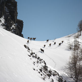 Partir sur les traces des animaux sauvages en hiver...