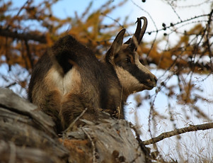 Chamois Faune sauvage Mercantour Allos