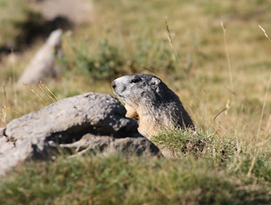 Marmotte-montagne-Allos