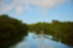 mangrove-florida-keys-efoil.jpeg