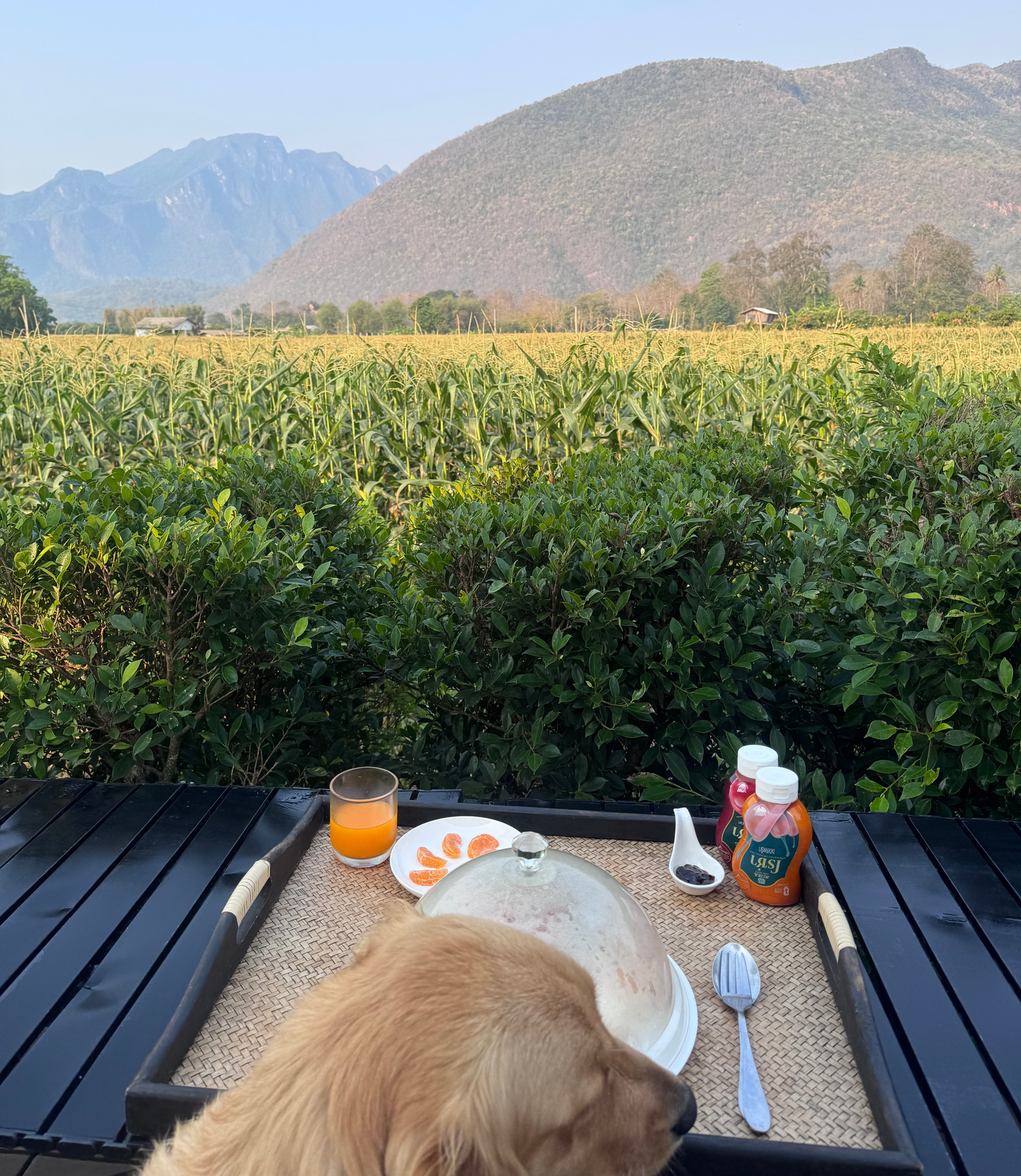 breakfast view with dog at paradise resort and cafe chiang dao