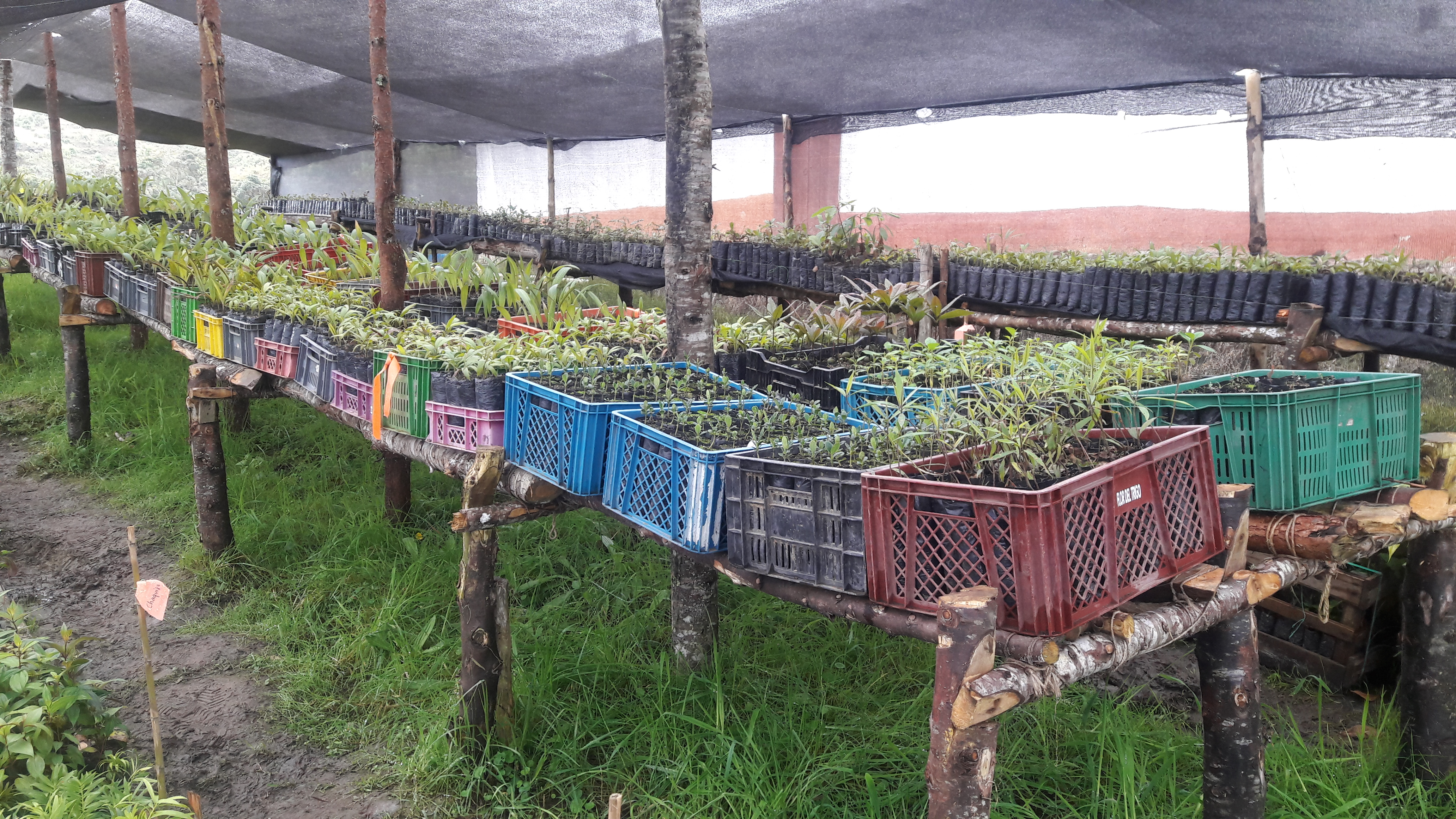 Vivero de especies nativas