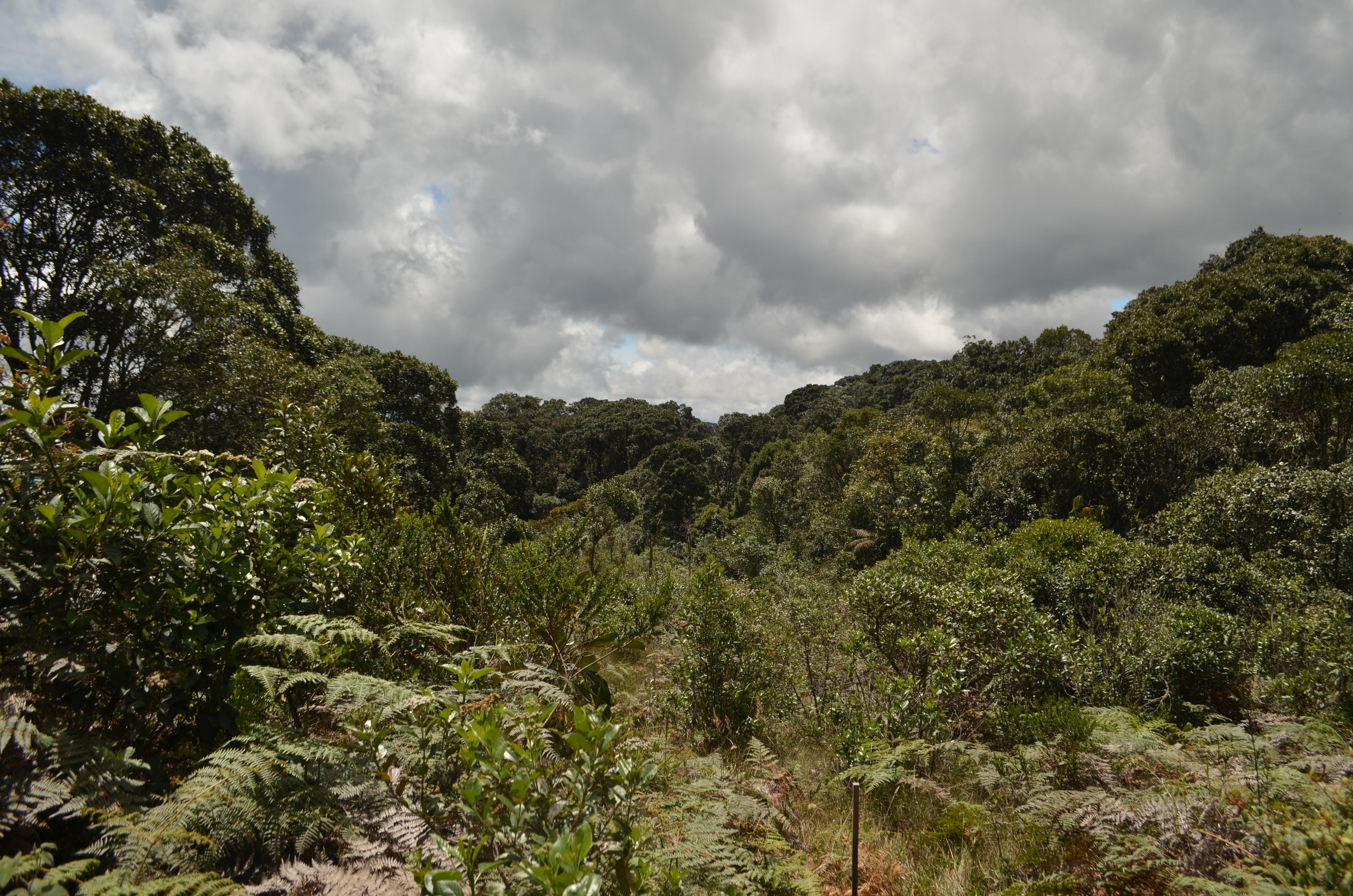 Bosque Natural