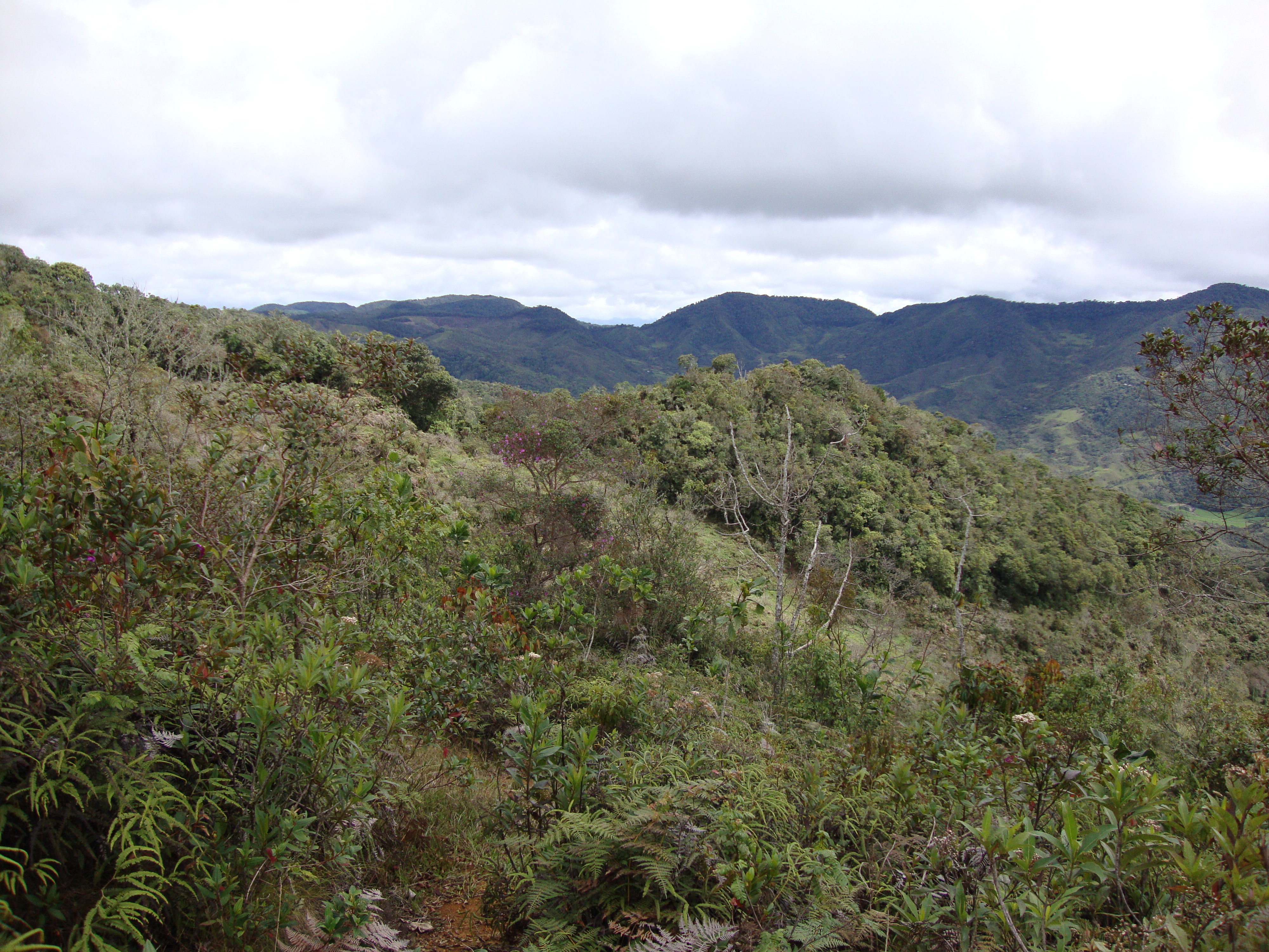 Nuestros Bosques