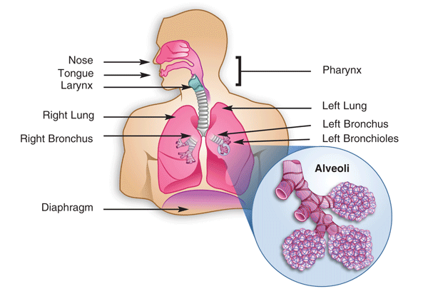 Human_Lungs.gif