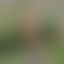 ¡Un felino anda suelto en Valle de Bravo! Ya mató a una persona, confirma municipio