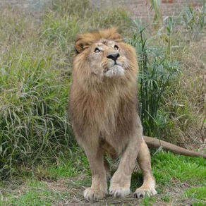 ¡Un felino anda suelto en Valle de Bravo! Ya mató a una persona, confirma municipio