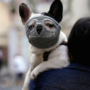 China elimina a perros de lista de animales para consumo humano