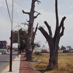 La destrucción de ahuehuetes en Texcoco, Estado de México