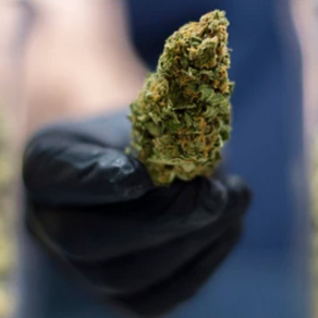 El cannabis es oficialmente medicinal, tras histórica votación de la ONU