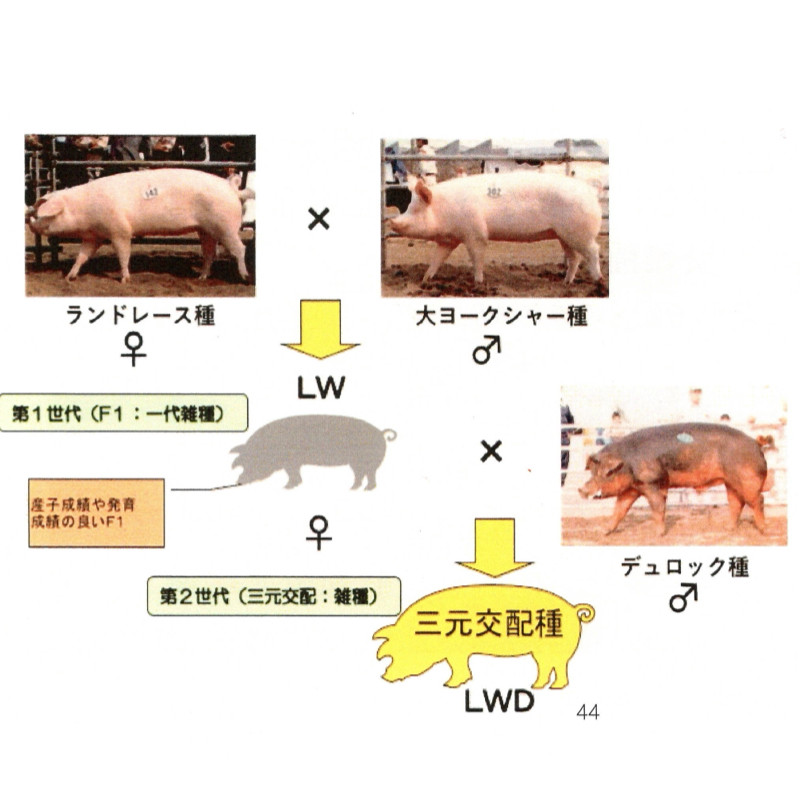 三元豚 豚肉専門店は特別な豚肉を使うEP4 三元豚とは何か？