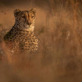 Singita Lebombo Lodge redefine o conceito de sofisticação em meio à natureza intocada do Parque Nacional Kruger, na África do Sul