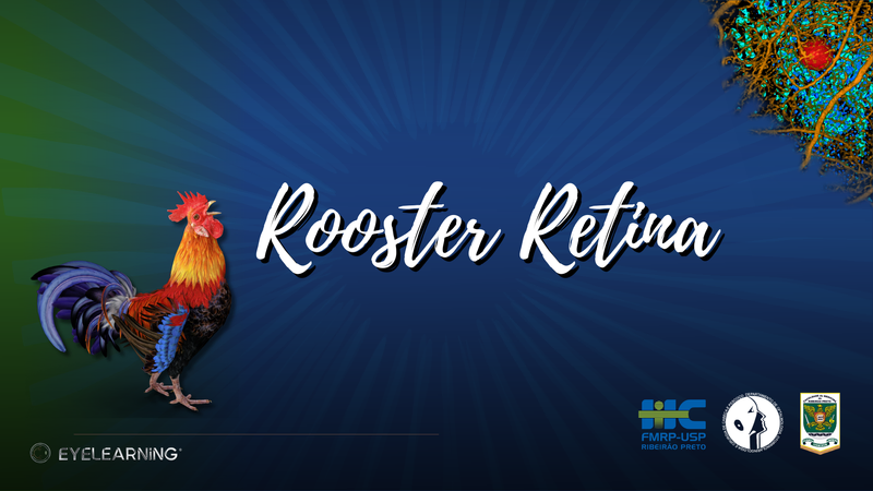 Rooster Retina, Curso de Retina Online