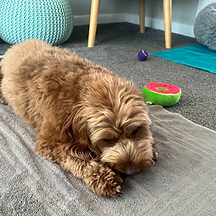 Dog eating a treat