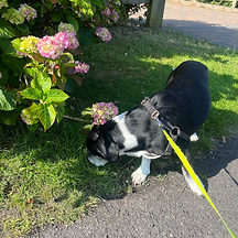 Dog sniffing grass and a bush