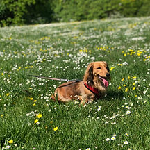 Dachshund in a grassy field