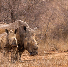 Get To Know The Black And White Rhino