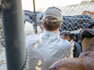 Unleashing our secret weapon: How dogs are fighting poaching in South Africa