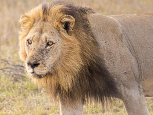 The Mapogo coalition: How five lions ruled the Sabi Sands
