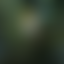 How my passion for birding took flight