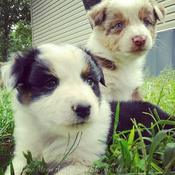 Brothers