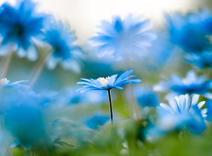 Fleur bleue.jpg