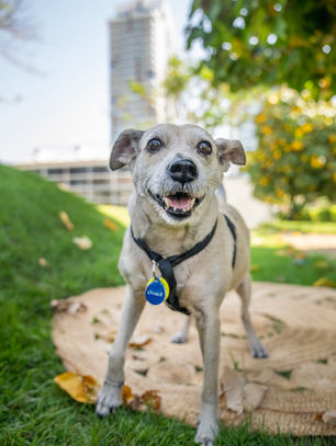 Sugar-faced Seniors!