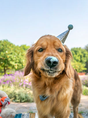 ULTIMATE GUIDE: HOW TO PREPARE FOR YOU DOG'S BIRTHDAY SHOOT!