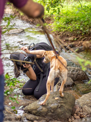 Wagabond: An Adventure with Pawparazzi!