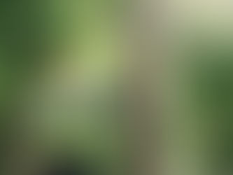 engenheiro civil avaliando impacto ambiental da obra na natureza