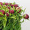 Thumbnail: RED CHARM PAEONIA