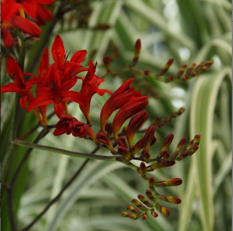 Crocosmia Lucifer