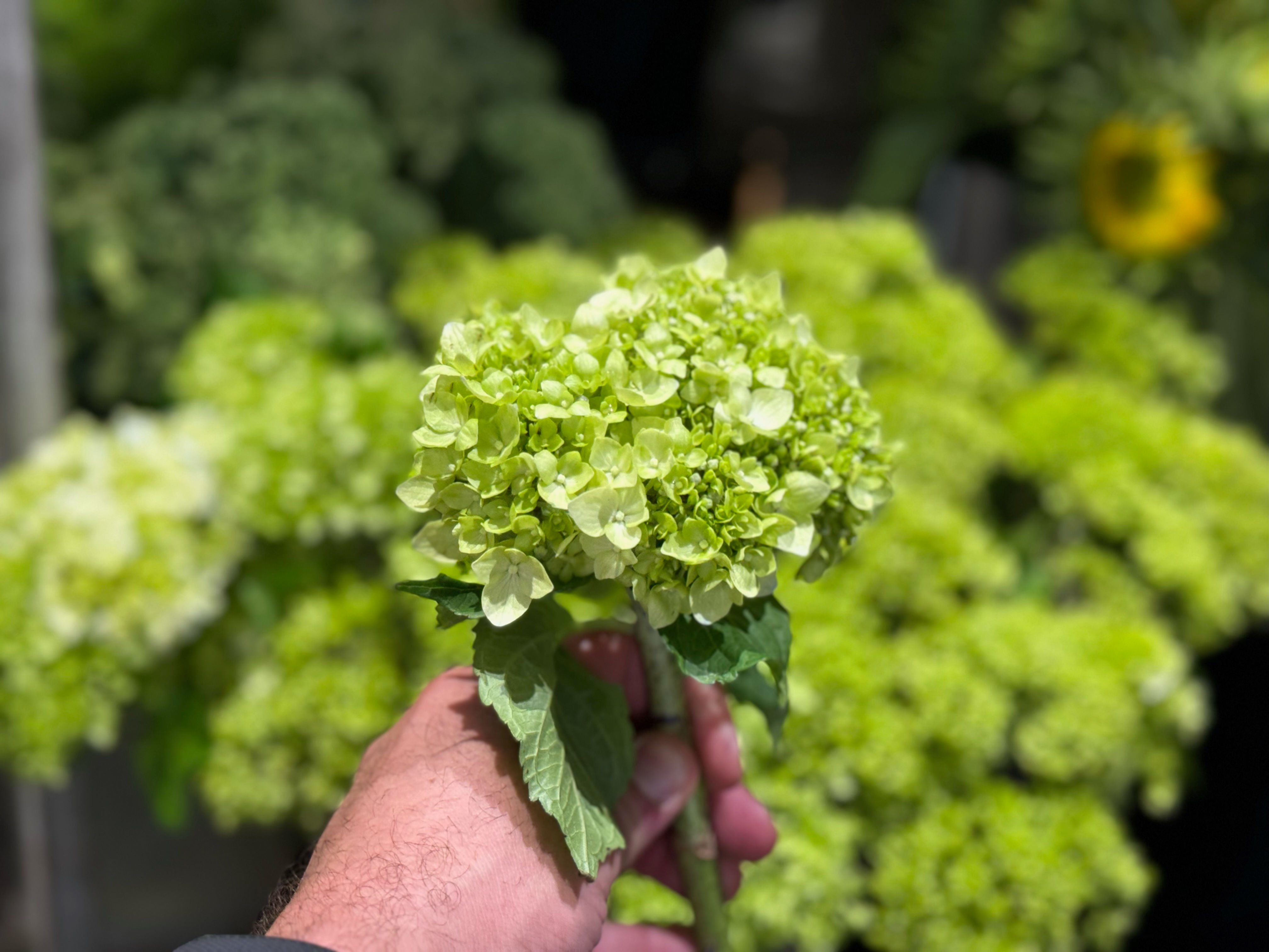 mini green hydrangeas