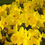 Thumbnail: Field grown daffodils