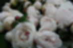 Thumbnail: PAEONIA FESTIVA MAXIMA