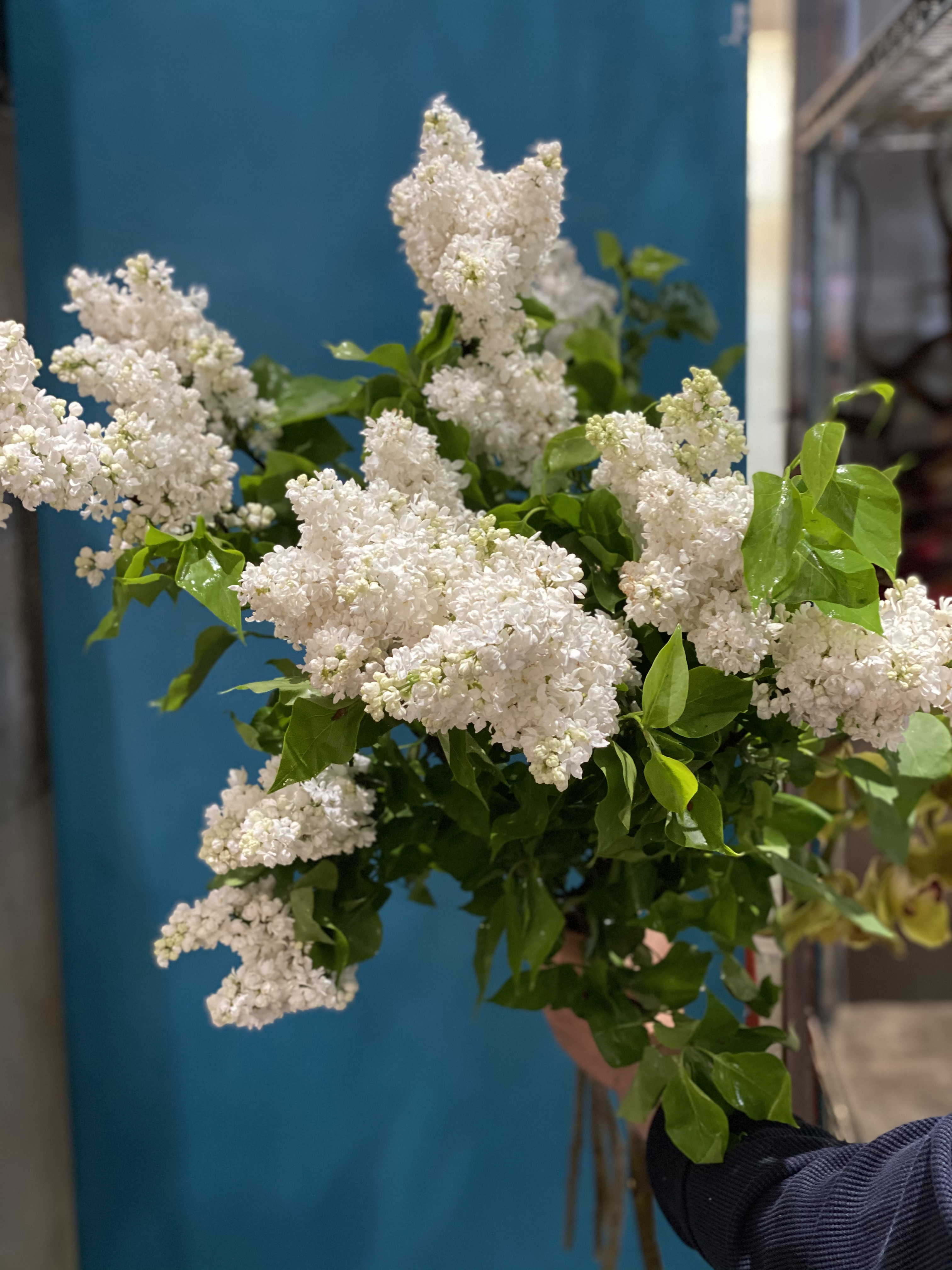 WHITE PREMIUM LILACS /VERMONT STATE
