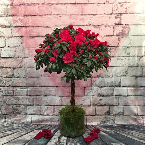 BLOOM-A-TON AZALEA TOPIARY. | NYC FLOWER MARKET