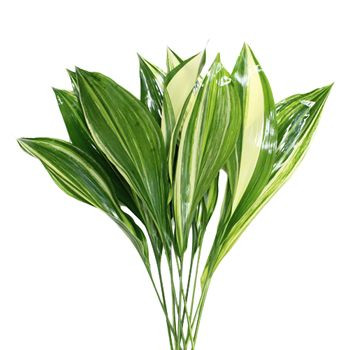 ASPIDISTRA VARIEGATED | NYC FLOWER MARKET