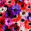 Thumbnail: ANEMONES BATTENFELD