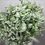 Thumbnail: Eucalyptus Cinerea p/b