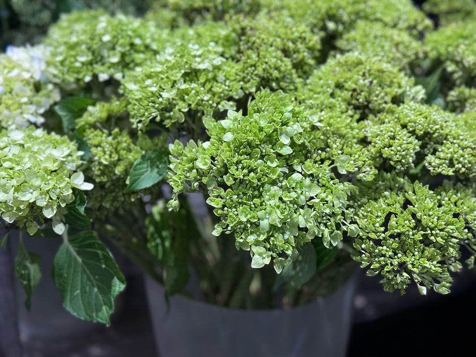 Thumbnail: mini green hydrangeas