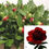 Thumbnail: RED CHARM PAEONIA