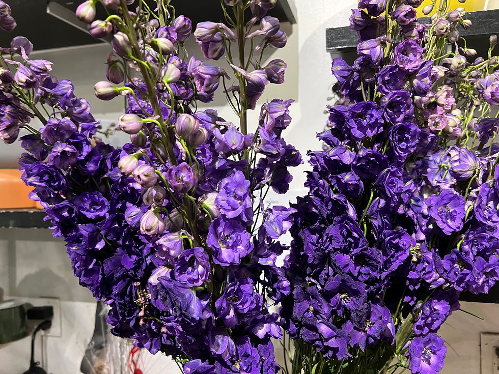 Thumbnail: THE HYBRID DELPHINIUM OUR LARGEST GRADE DELPHINIUM FLOWER