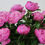 Thumbnail: PAEONIA JULES ELIE
