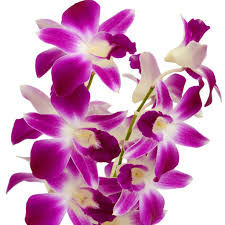 Thumbnail: DENDROBIUM GALAXY